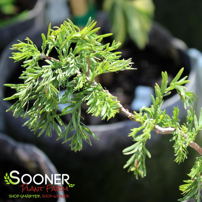 Image property of Sooner Plant Farm, Inc.