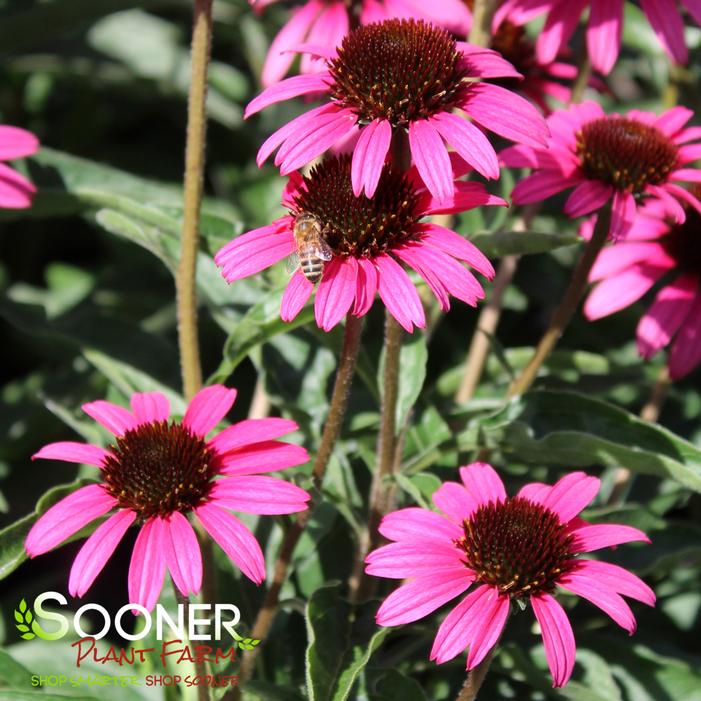 Image property of Sooner Plant Farm, Inc.