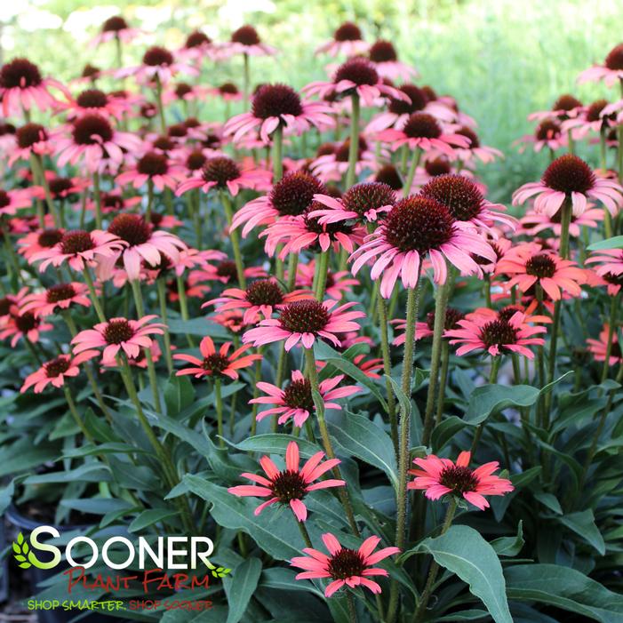 Image property of Sooner Plant Farm, Inc.