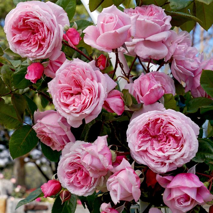 Image property of and used with permission from Star Roses