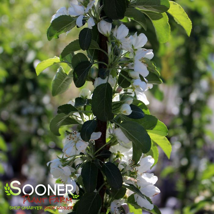 Image property of Sooner Plant Farm, Inc.