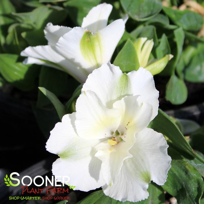 Image property of Sooner Plant Farm, Inc.