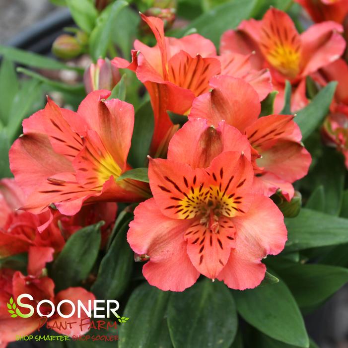 Image property of Sooner Plant Farm, Inc.