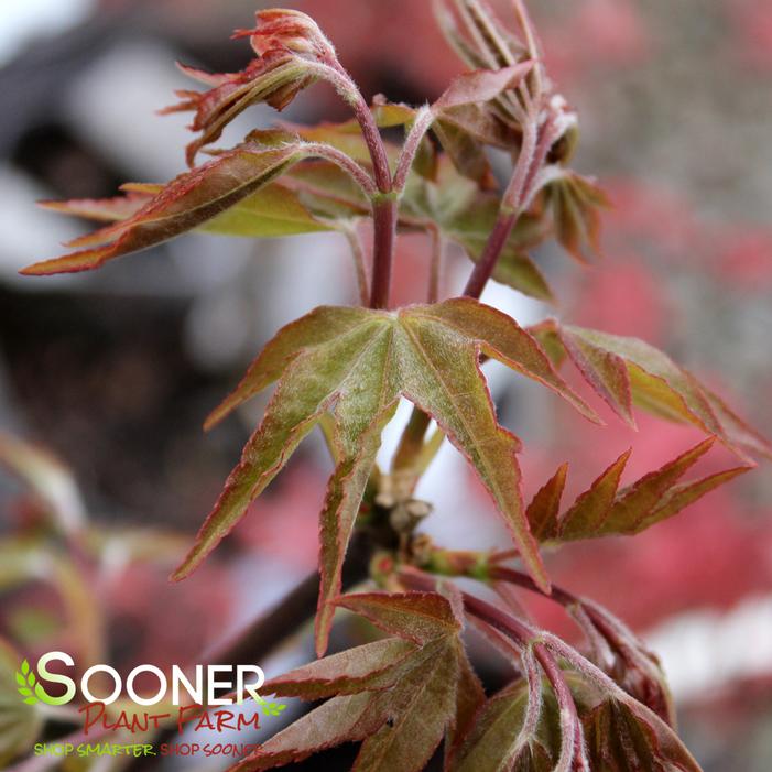 Image property of Sooner Plant Farm, Inc.
