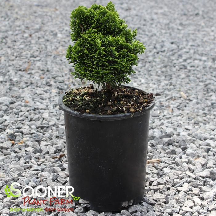 Image property of Sooner Plant Farm, Inc.