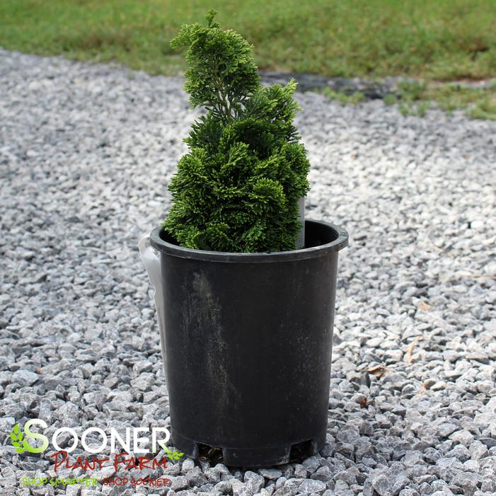 Image property of Sooner Plant Farm, Inc.