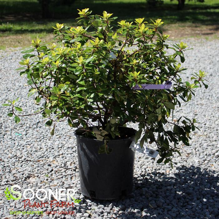 Image property of Sooner Plant Farm, Inc.