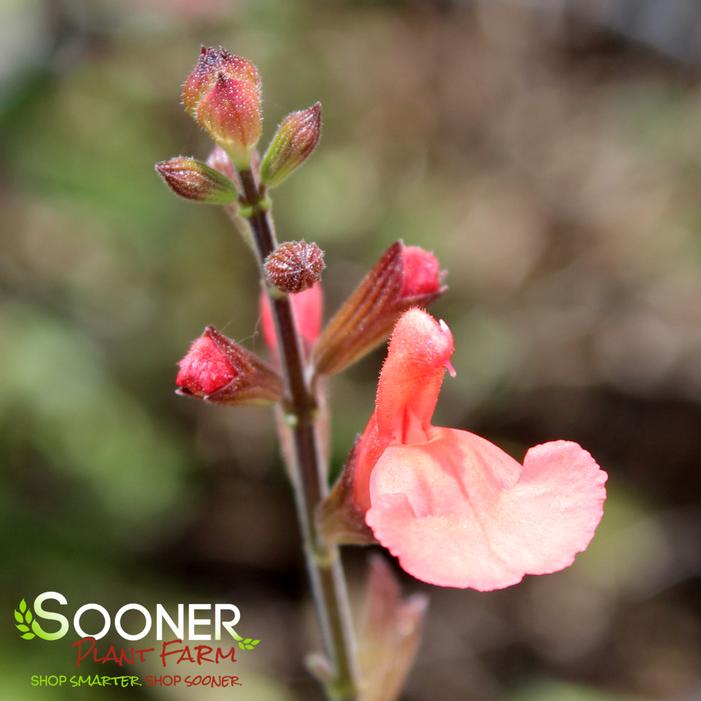 Image property of Sooner Plant Farm, Inc.