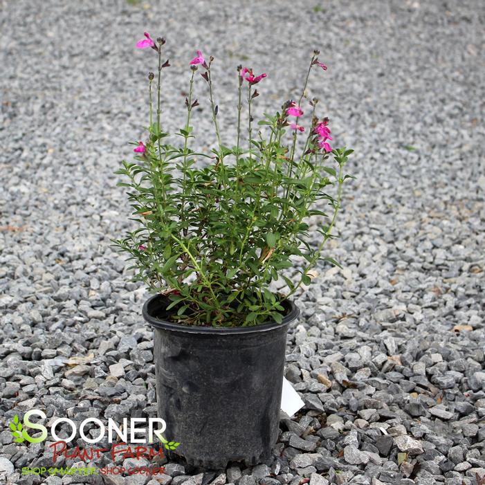 Image property of Sooner Plant Farm, Inc.
