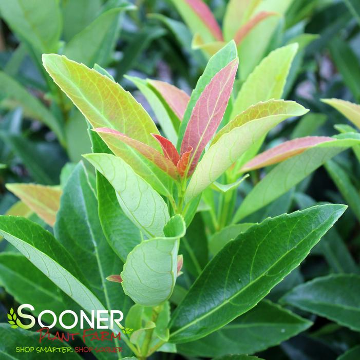 Image property of Sooner Plant Farm, Inc.