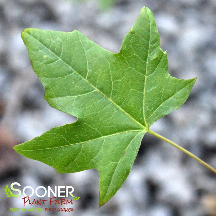 Image property of Sooner Plant Farm, Inc.