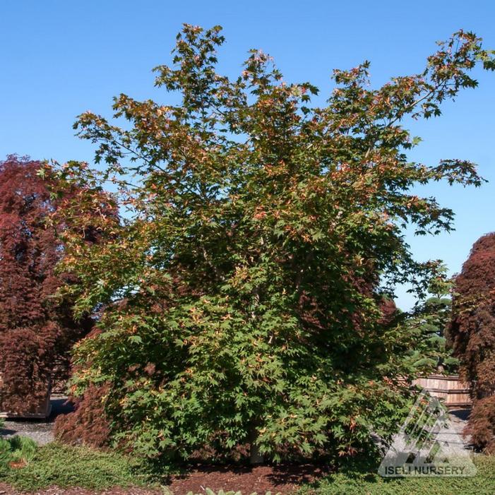 Image property of and used with permission from Iseli Nursery