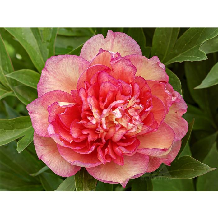 Image property of and used with permission from Iseli Nursery
