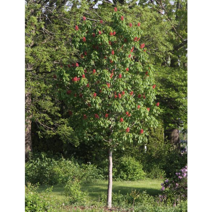 Image property of Plants Nouveau