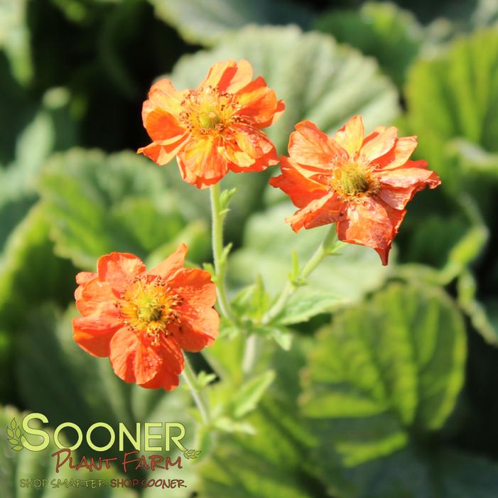 Image property of Sooner Plant Farm, Inc.