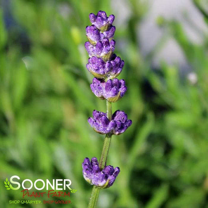 Image property of Sooner Plant Farm, Inc.