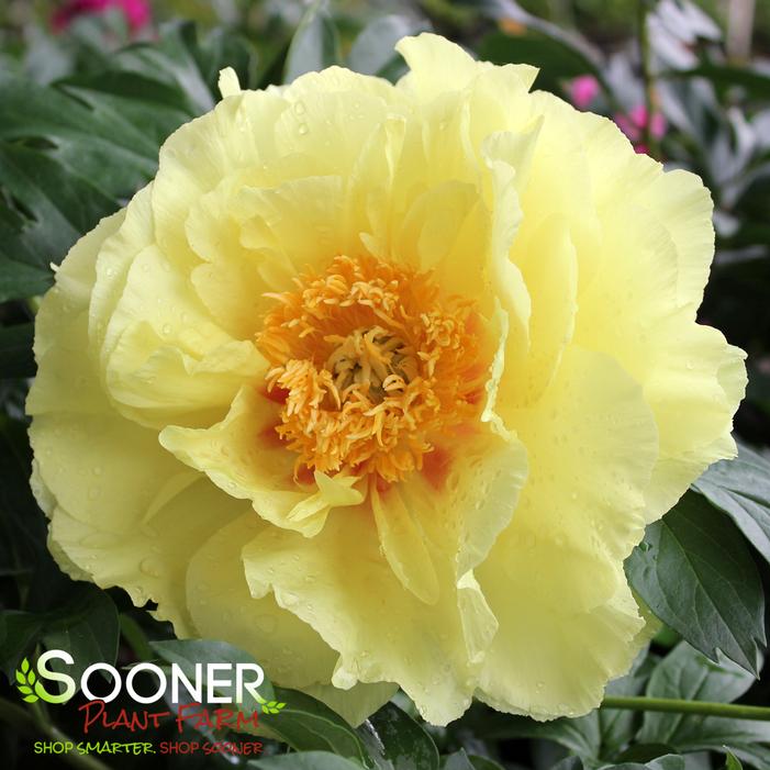 Image property of Sooner Plant Farm, Inc.