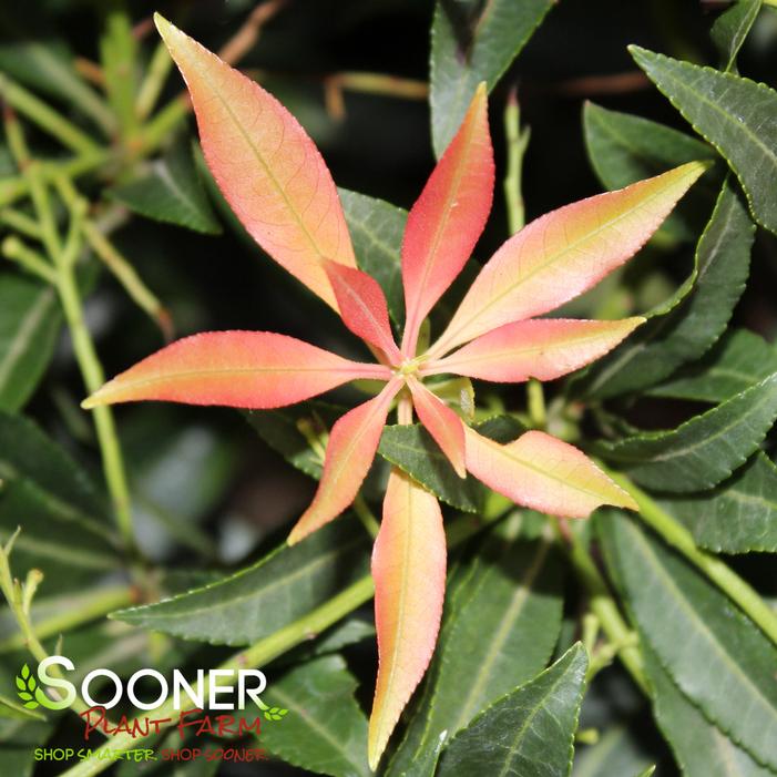 Image property of Sooner Plant Farm, Inc.