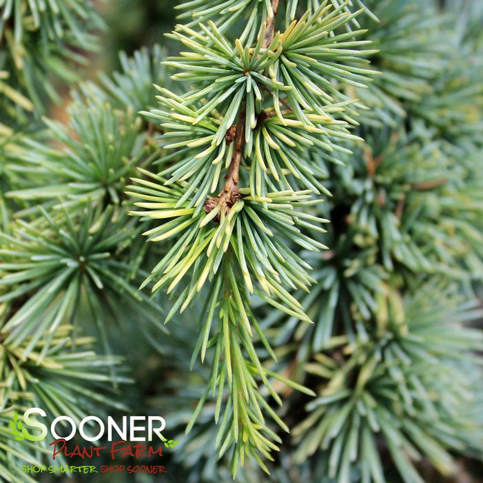Image property of Sooner Plant Farm, Inc.