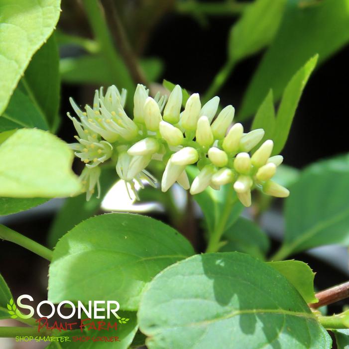 Image property of Sooner Plant Farm, Inc.