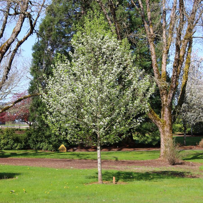 Image property of and used with permission from J. Frank Schmidt & Son Nursery