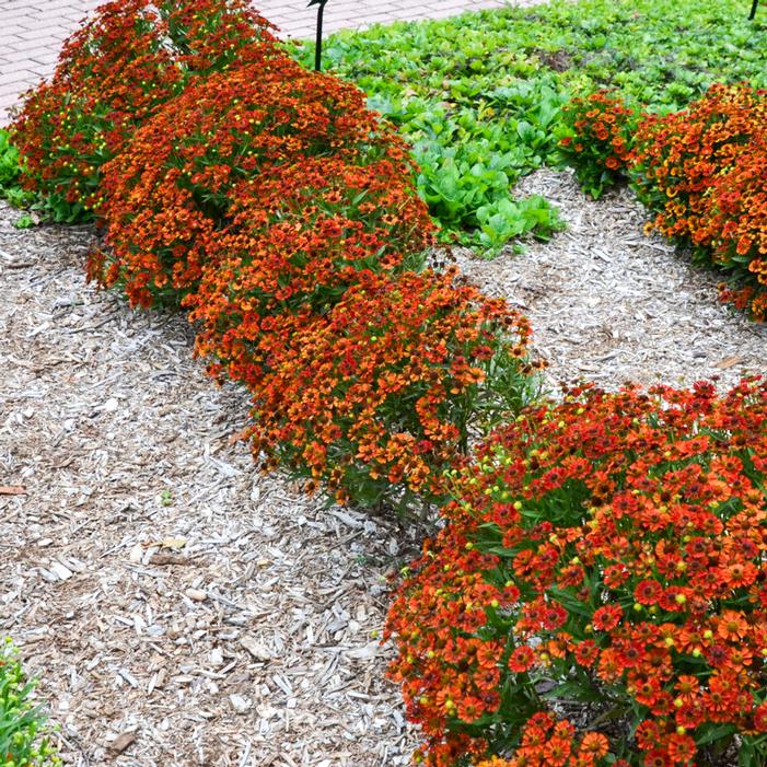 Image used with permission from Creek Hill Nursery