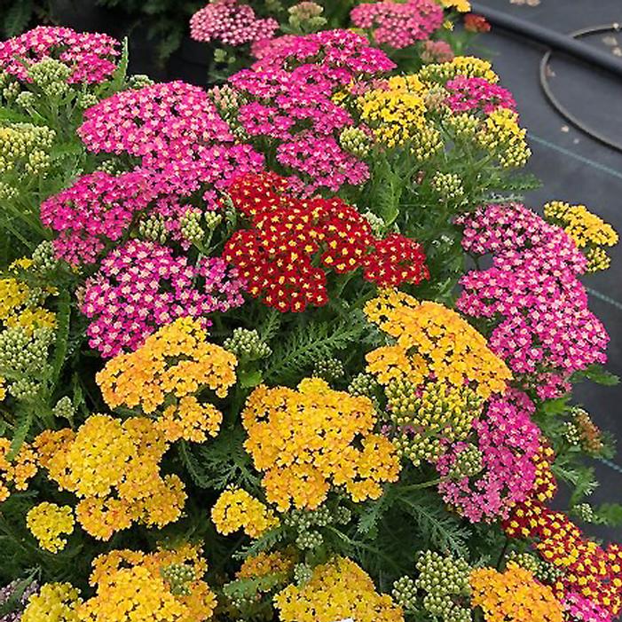 Image property of Sooner Plant Farm, Inc.