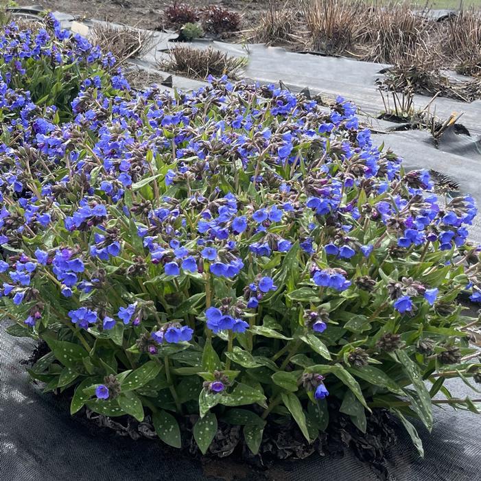 Image property of and used with permission from Terra Nova Nurseries