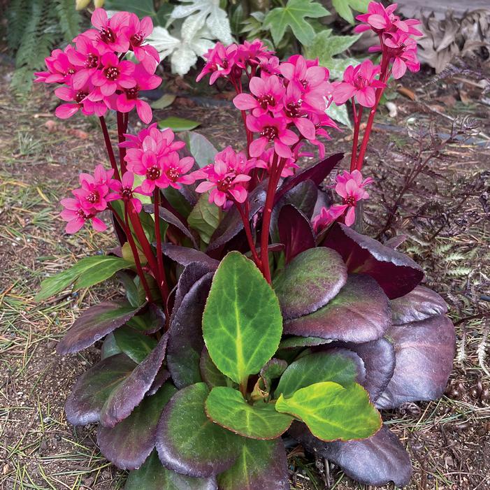 Image property of and used with permission from Terra Nova Nurseries