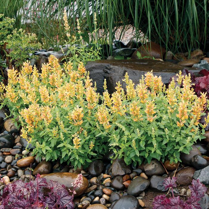 Image property of and used with permission from Terra Nova Nurseries