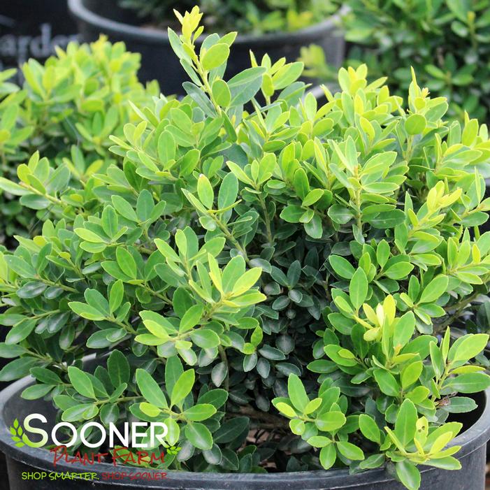 Image property of Sooner Plant Farm, Inc.