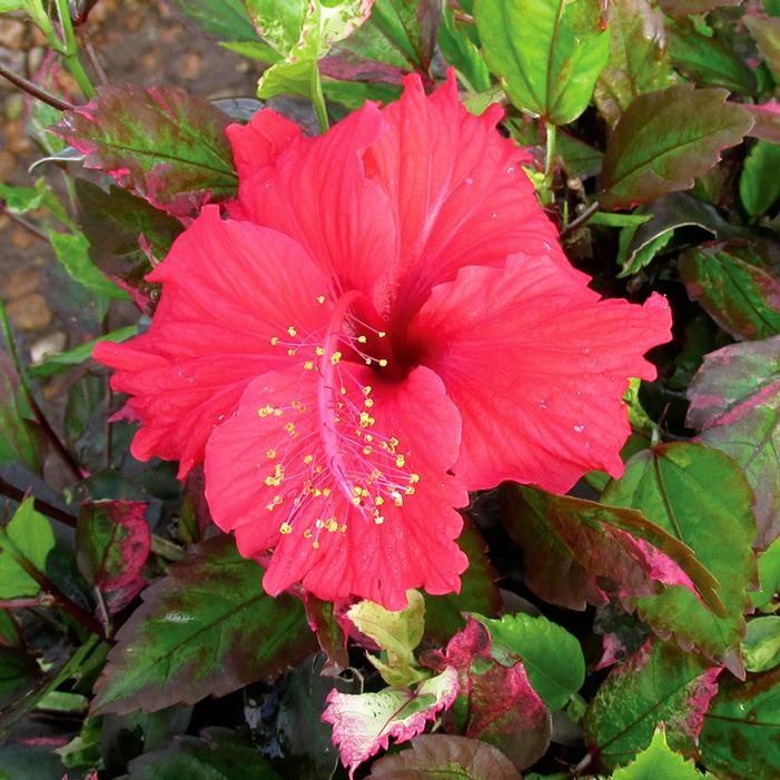 Image property of and used with permission from Greenleaf Nursery Company