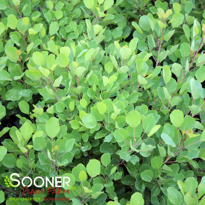 Image property of Sooner Plant Farm, Inc.
