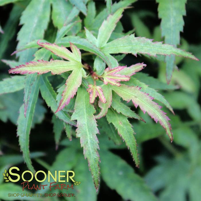 Image property of Sooner Plant Farm, Inc.