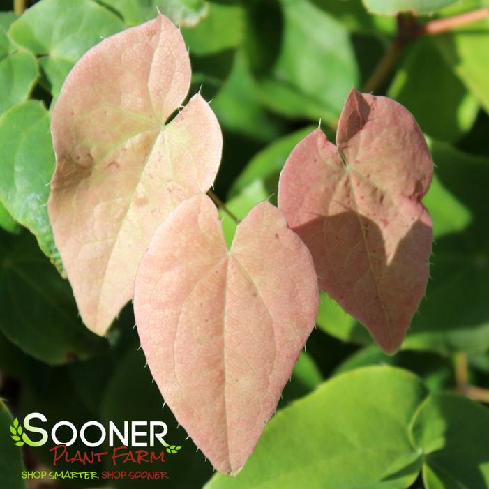 Image property of Sooner Plant Farm, Inc.