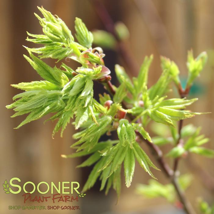 Image property of Sooner Plant Farm, Inc.