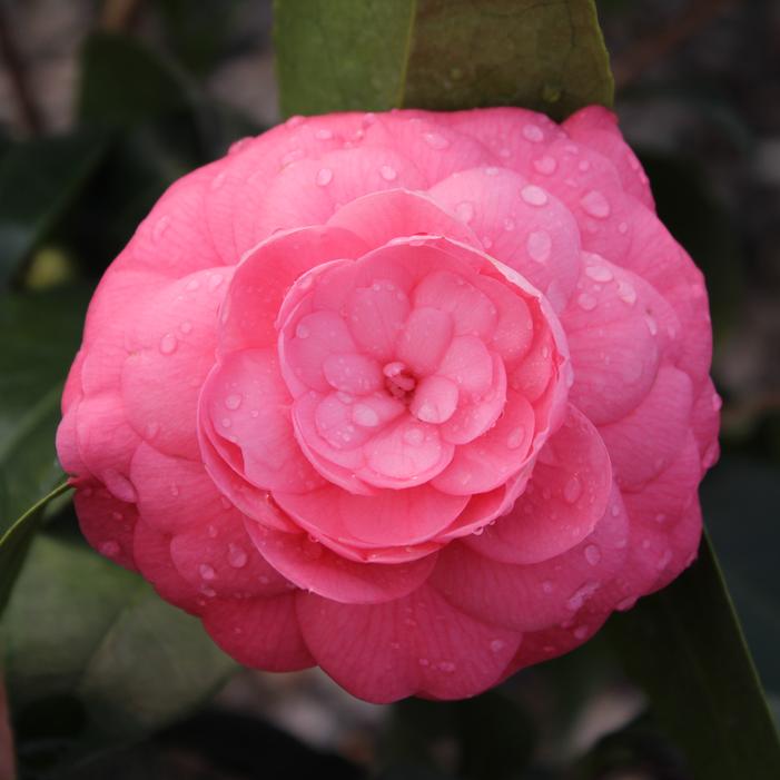 Image property of Sooner Plant Farm, Inc.