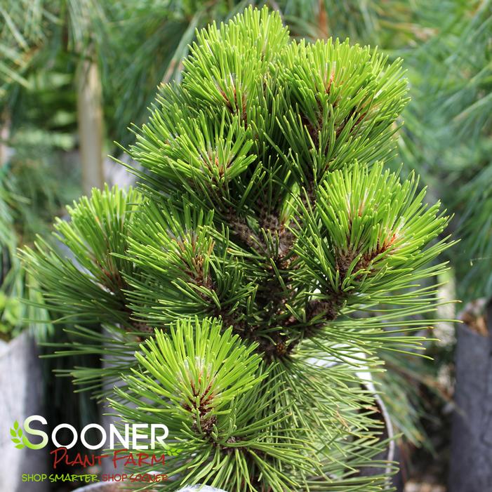 Image property of Sooner Plant Farm, Inc.