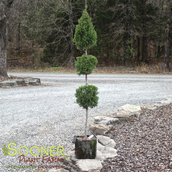 Image property of Sooner Plant Farm, Inc.