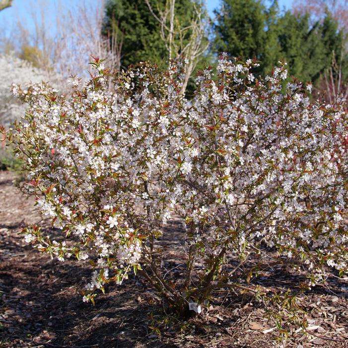 Image property of and used with permission from Spring Meadow Nursery