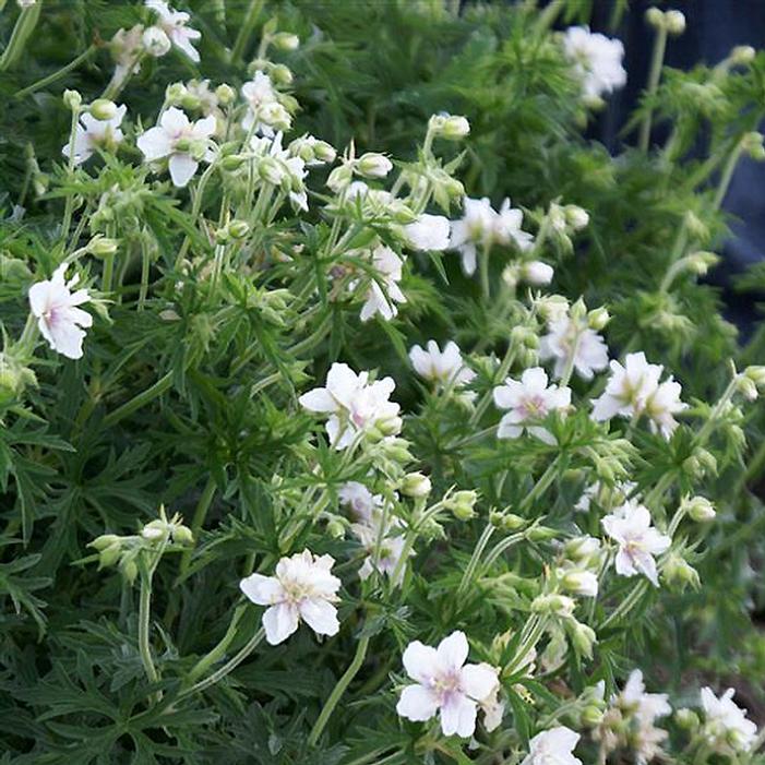 Image property of and used with permission from Ball Seed