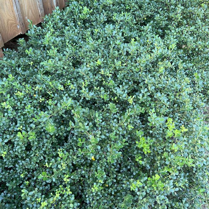 Image used with permission from Greenleaf Nursery Company