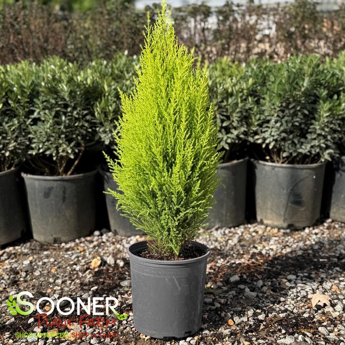 Image property of Sooner Plant Farm, Inc.