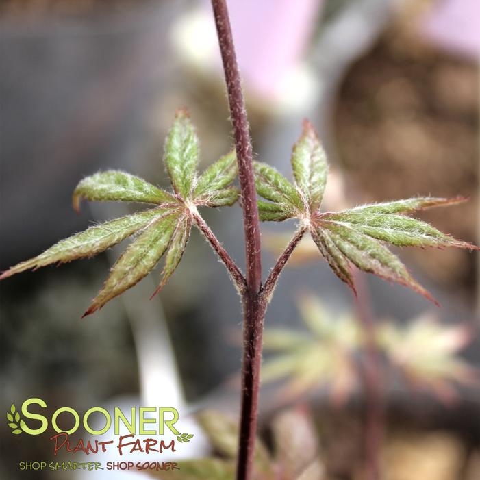 Image property of Sooner Plant Farm, Inc.