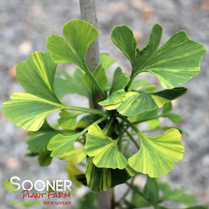 Image property of Sooner Plant Farm, Inc.