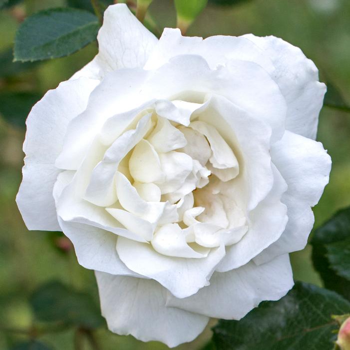 Image property of and used with permission from Star Roses