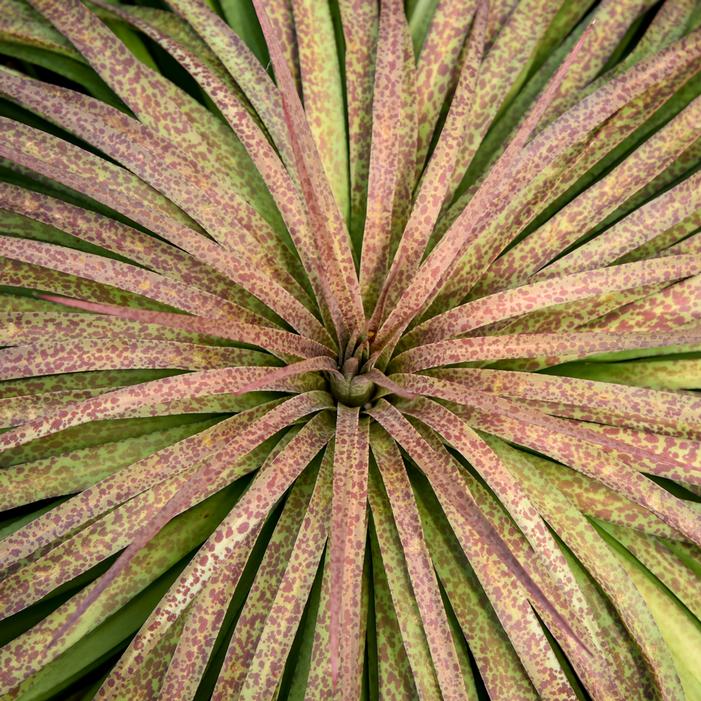Image property of and used with permission from Walters Gardens