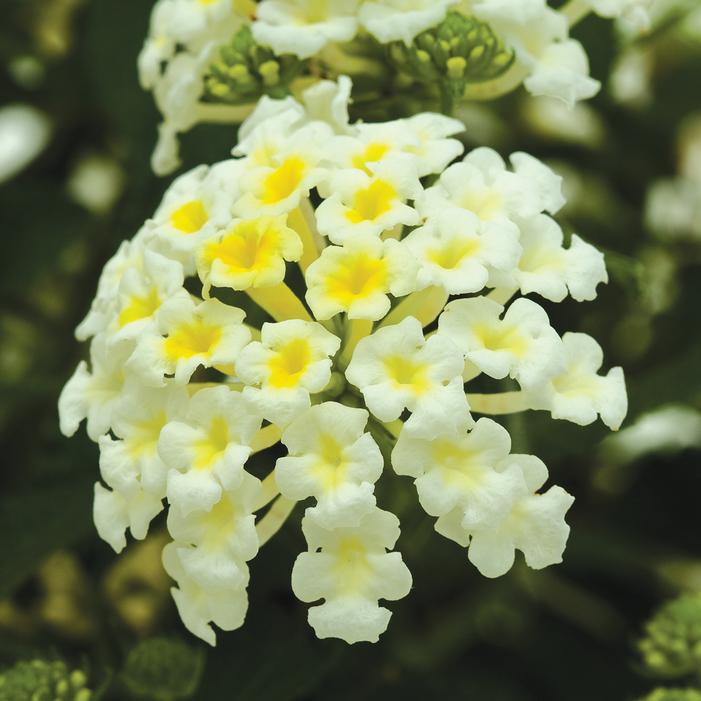 Image used with permission from Ball Seed