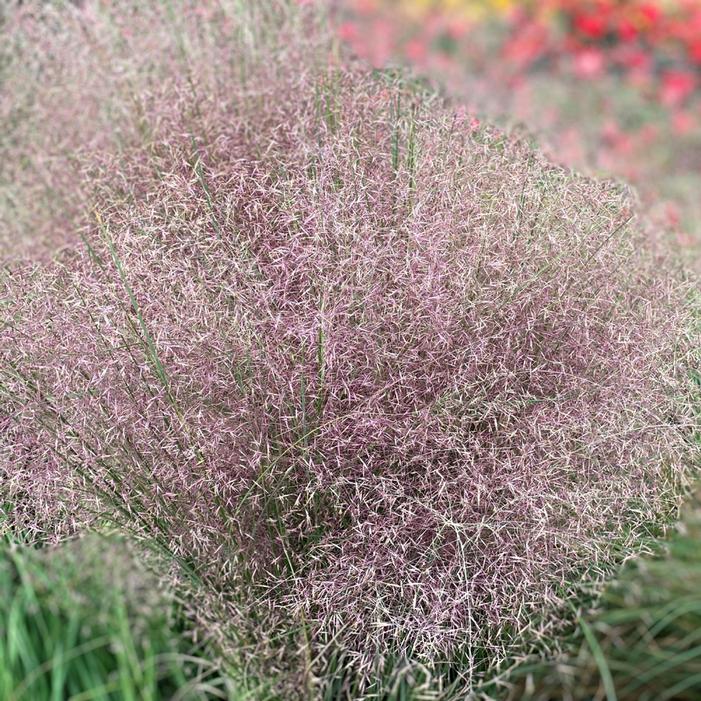 Image used with permission from Ball Seed