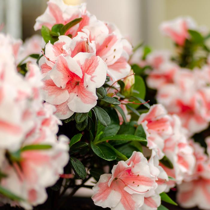 Image property of and used with permission from Encore Azaleas